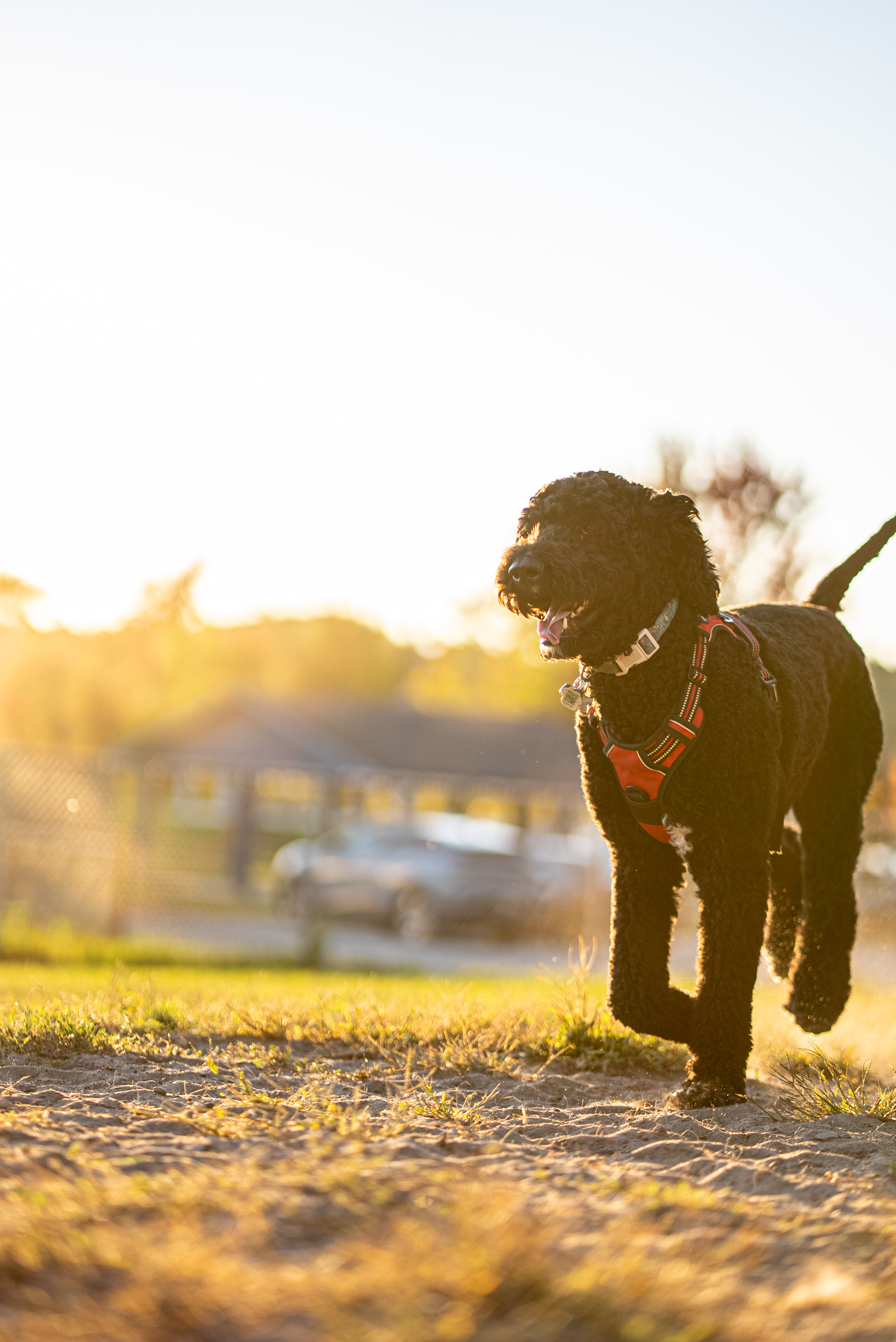 Golden Hour Goldendoodle