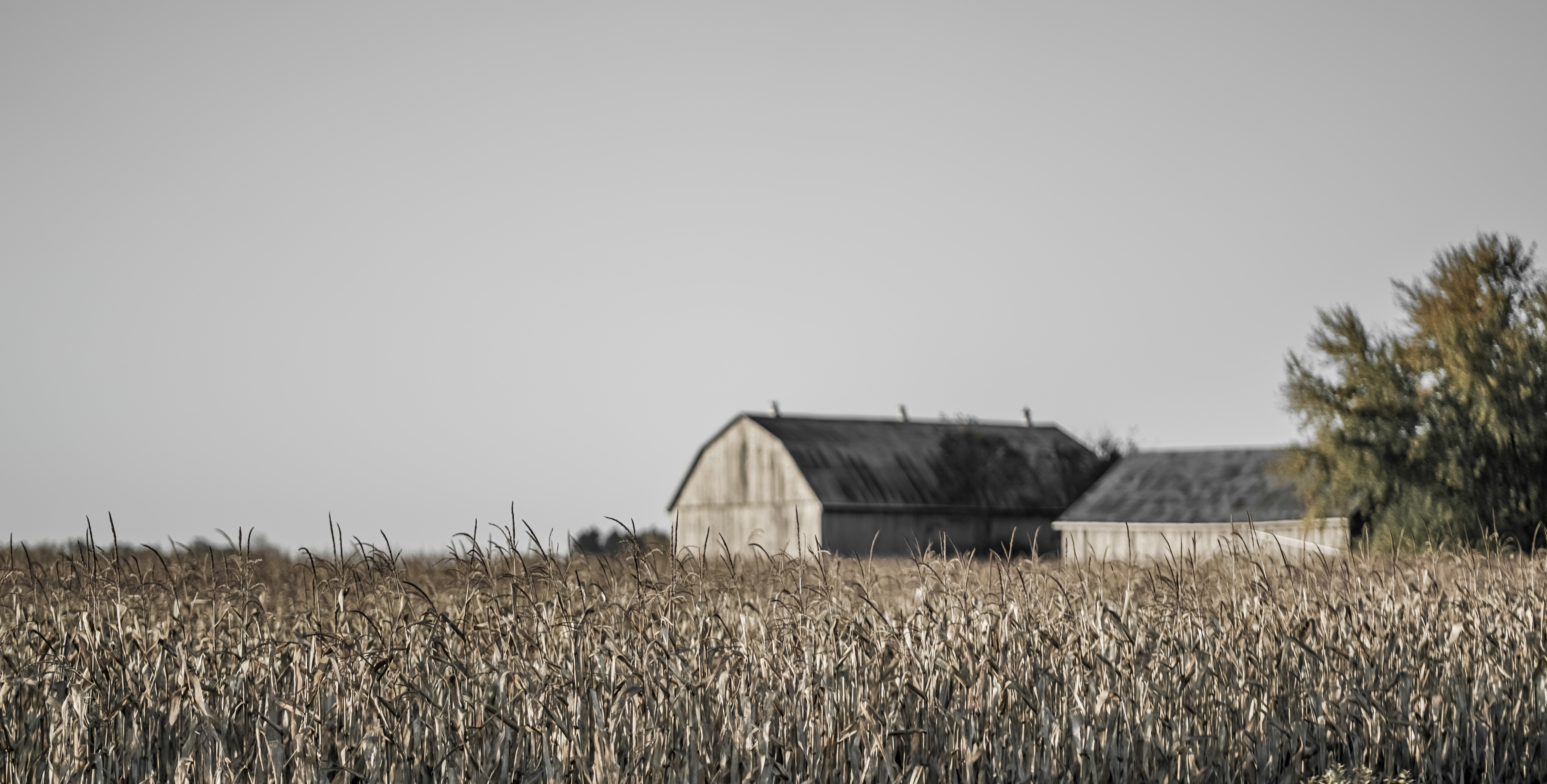 Farm Life